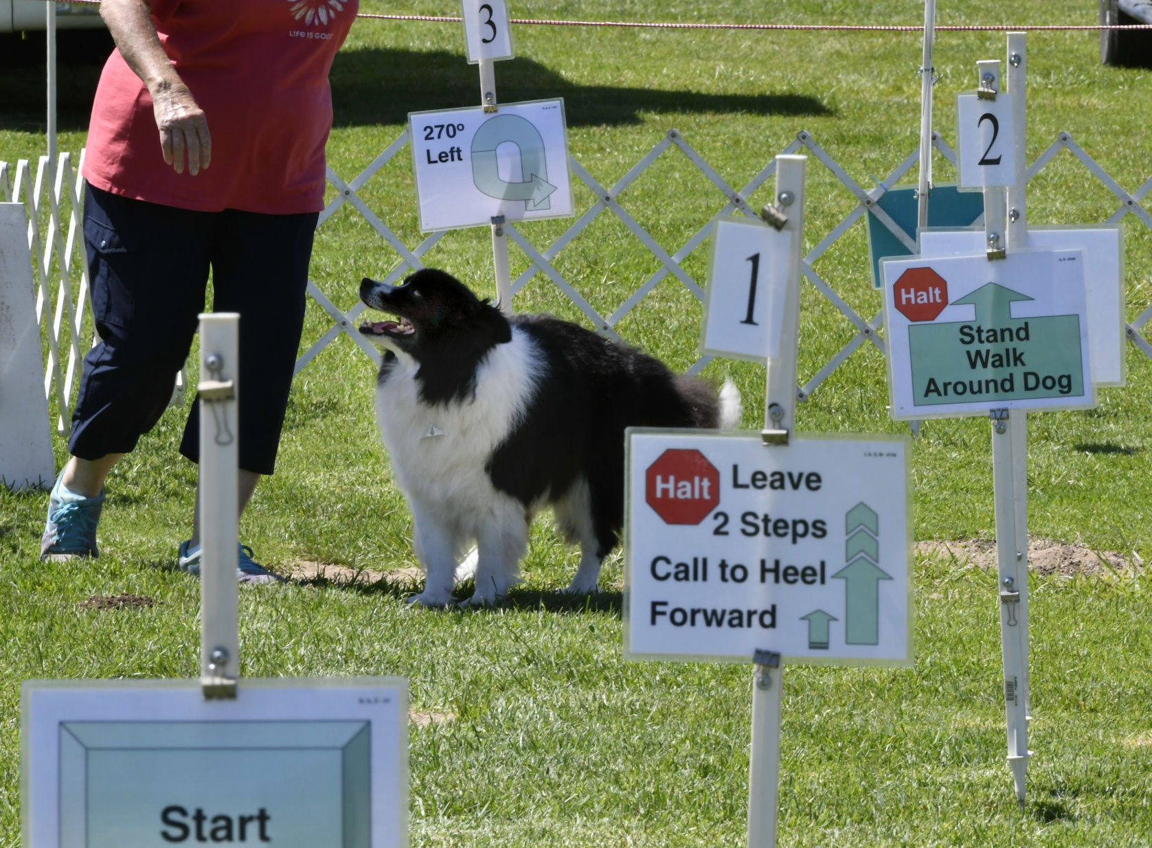 073121 Dog show 12.JPG